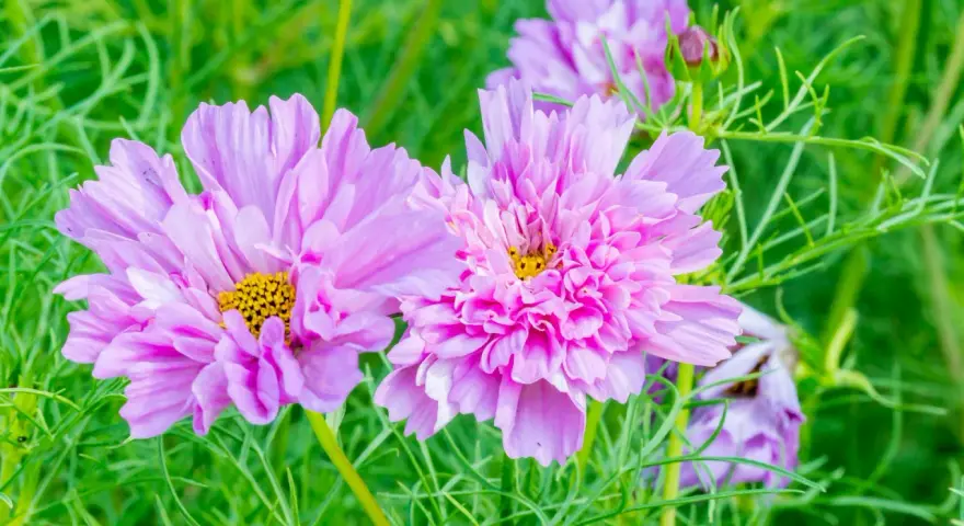 Zwei zarte, rosafarbene Cosmea-Blüten mit gelben Zentren, umgeben von feinem grünen Laub. Diese Cosmea ist winterhart und trotzt der Kälte.