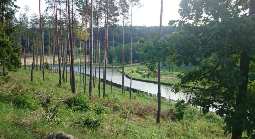 Malownicze jezioro Wilcze otoczone lasem sosnowym, z widocznym małym domkiem i kilkoma osobami spacerującymi nad wodą.
