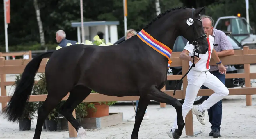 Un magnifique étalon CCE noir, portant une cocarde tricolore, est présenté par son handler.