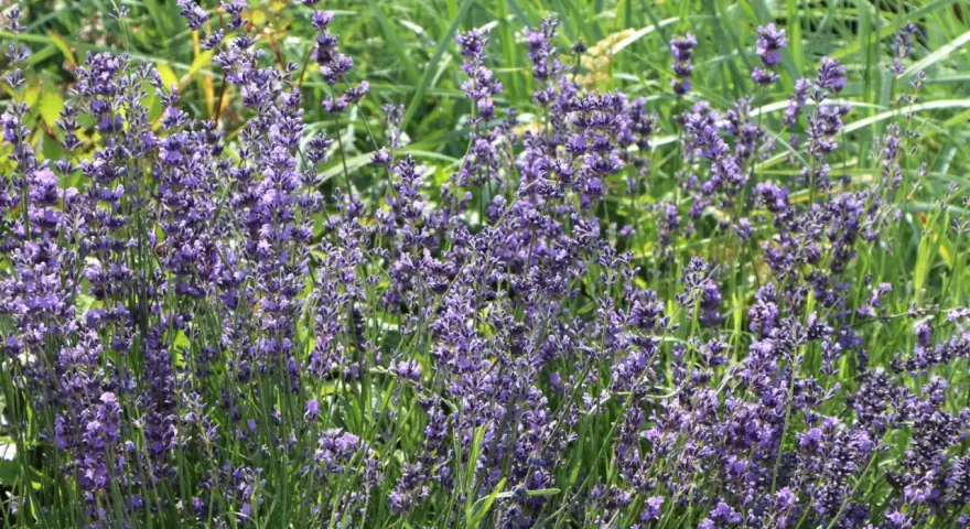 Ein sonniger lavendel standort mit vielen violetten Blüten und grünem Gras im Hintergrund.