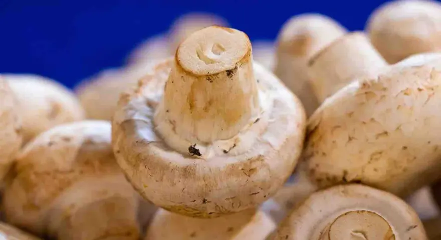 Ile kosztuje budowa pieczarkarni? Zaskakujące koszty inwestycji