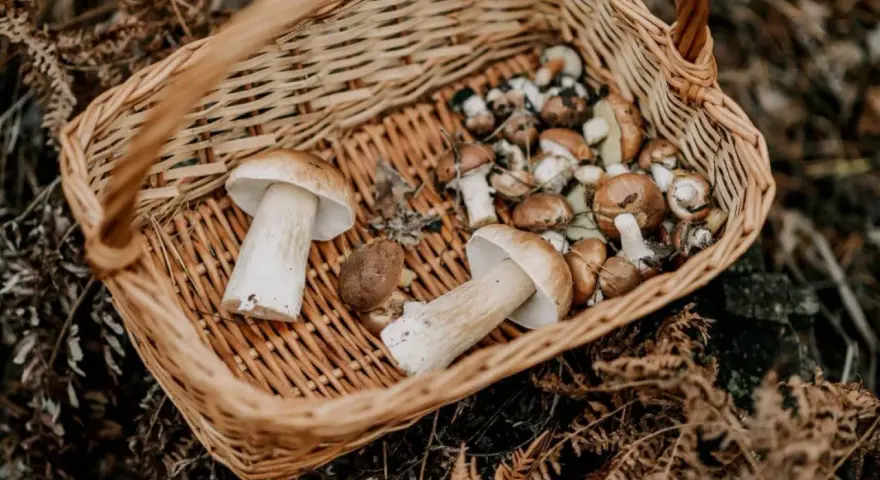 Gdzie na grzyby Kołobrzeg - najlepsze miejsca na udane zbiory