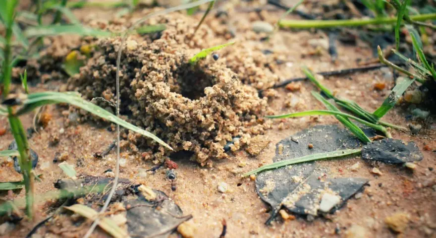 Mrówka, naturalny wróg mrówek, czai się przy wejściu do mrowiska.