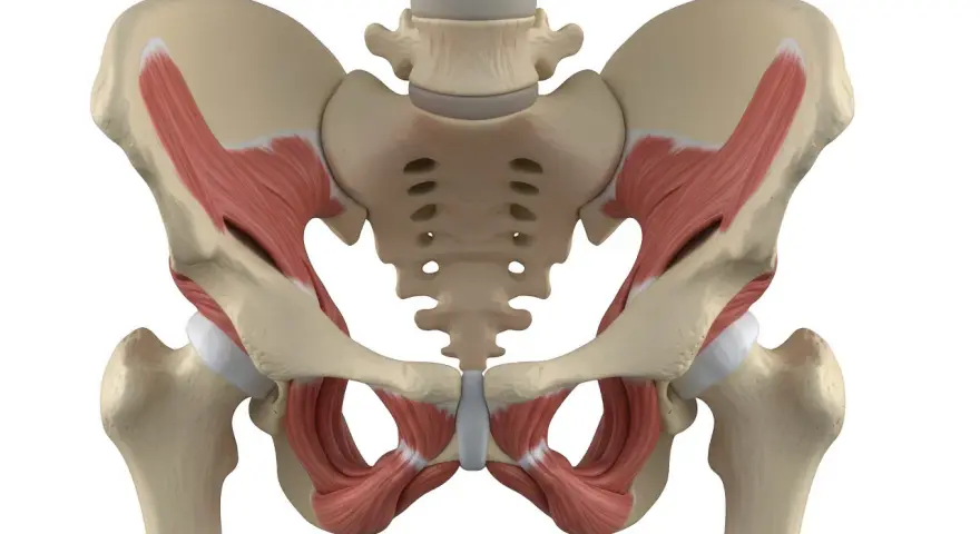 Anatomical model showing the pelvic bones and muscles, including the deep muscles of the pelvic floor, which are crucial for supporting the organs of the pelvis.