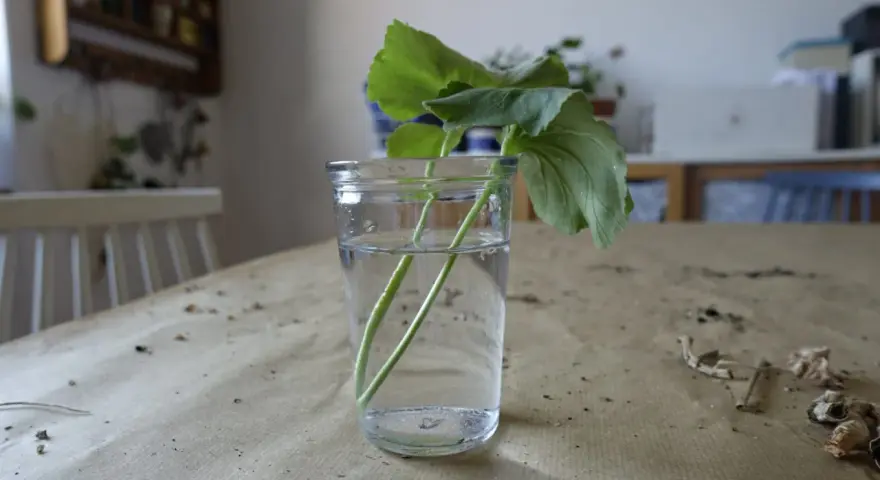Rozmnażanie pelargonii po zimie: ukorzenianie sadzonek w wodzie. Zielone łodygi z liśćmi w szklance z wodą na stole.