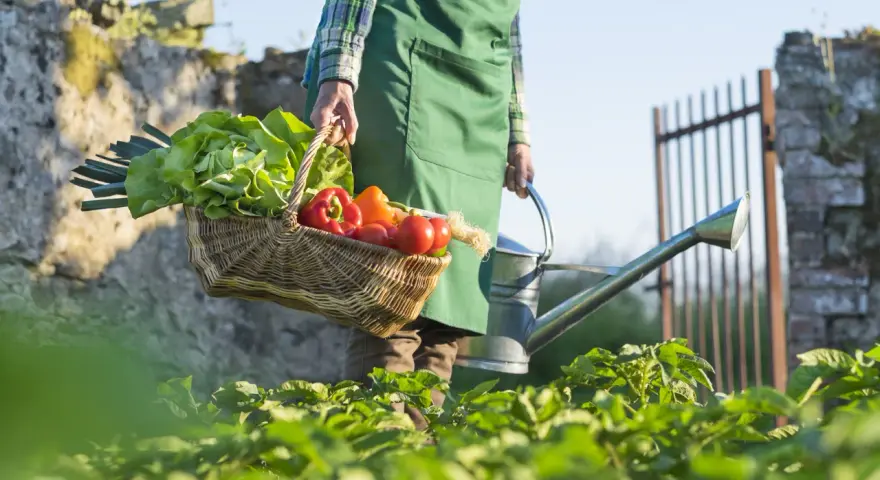Un contadino porta un cesto di verdure fresche, tra cui lattuga e peperoni, e un annaffiatoio. La scena evoca la bellezza della raccolta di giugno.