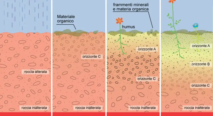 Evoluzione del suolo: dalla roccia madre alla formazione di humus e orizzonti, con acidi umici che nutrono la vita.