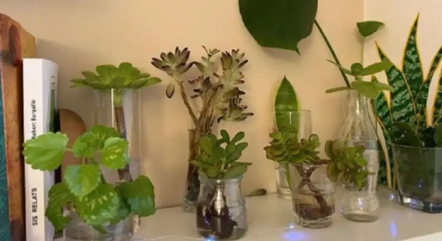 Varias plantas en agua, algunas suculentas y otras de hoja verde, crecen en jarrones y botellas recicladas.