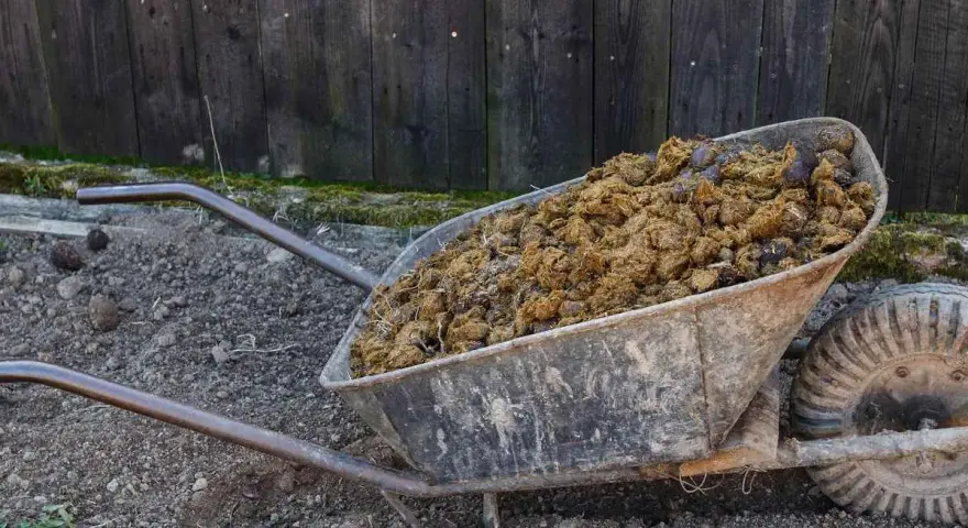 Brouette remplie de fumier de cheval, riche en valeur NPK pour le jardin.