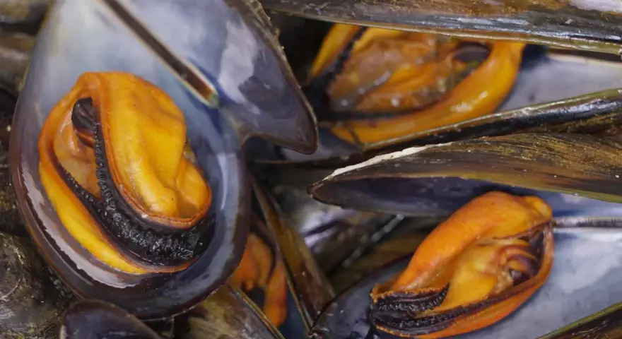 Primer plano de mejillones al vapor, con sus carnosas y anaranjadas partes visibles dentro de las conchas oscuras.