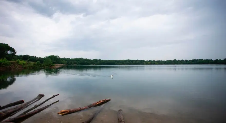 Ein Schwan schwimmt auf dem ruhigen Kiesgrubensee Gremberghoven, umgeben von grünen Bäumen unter einem bewölkten Himmel.