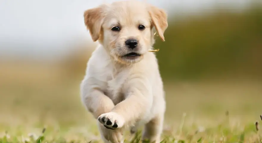 Ile waży szczeniak golden retriever? Sprawdź, jak rośnie Twój pupil