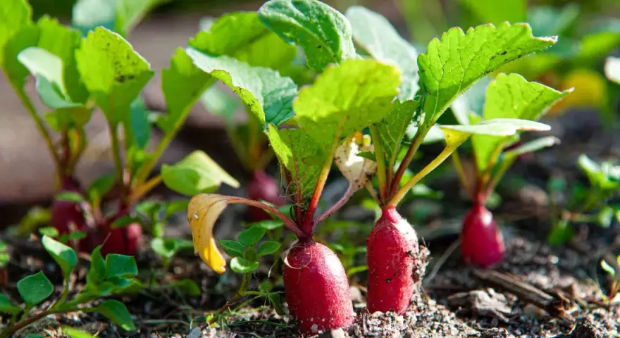 Young radishes with bright green leaves emerging from the soil. A perfect example of what to grow in a garden for a quick harvest.