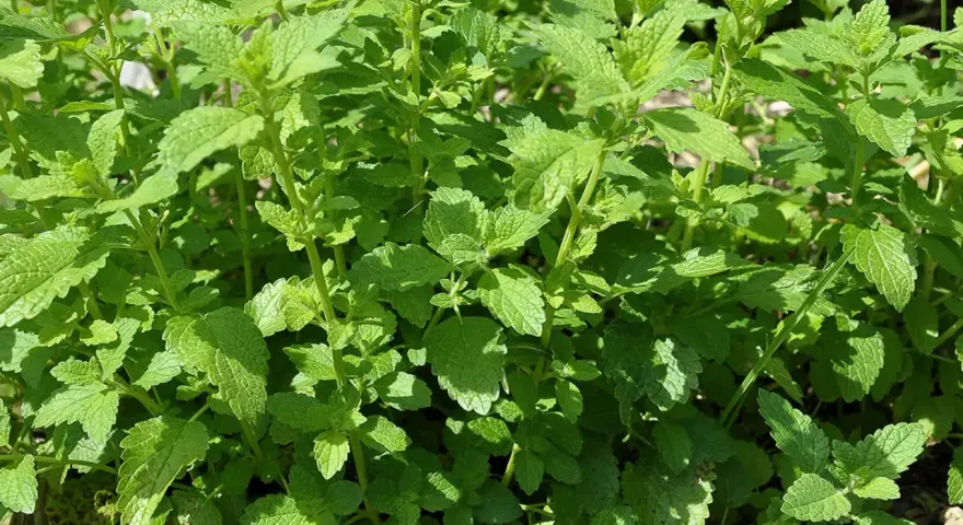 Ein dichtes Beet mit frischer Zitronenmelisse, bereit zum Ernten und **zitronenmelisse trocknen** für Tee.