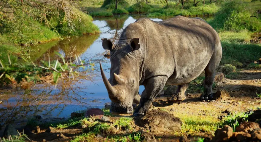 Nosorożec pije wodę nad brzegiem jeziora Nakuru. W tle drzewa i trawa.