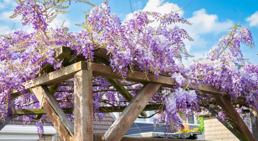 Üppige, winterharte Kletterpflanzen mit lila Blüten hängen von einer Holzpergola unter blauem Himmel.
