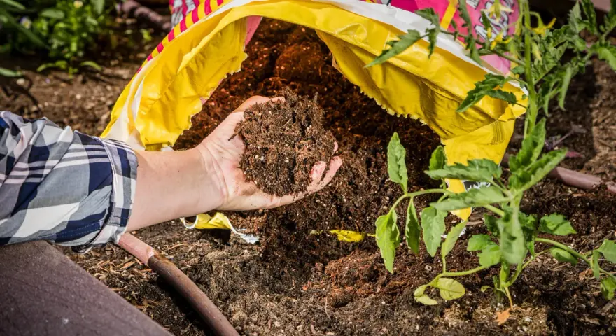 Hand holding rich soil from a bag, comparing raised bed soil vs garden soil for a new tomato plant.