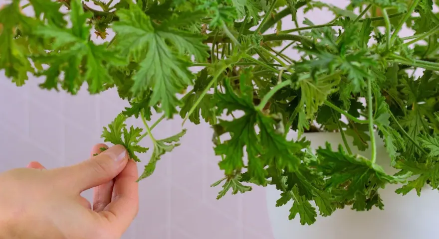 Dłoń zbiera liście geranium, które posłużą do przygotowania nalewki z geranium na stawy.