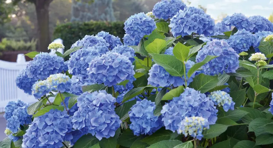 Prächtige blaue Hortensienblüten im Garten. Mit der richtigen Hortensien Pflege werden sie zu einem echten Hingucker.