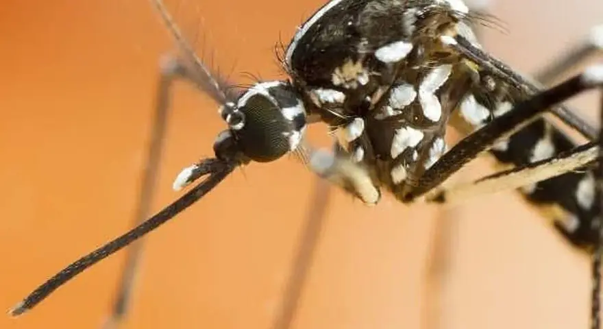 Primer plano de un mosquito tigre, una plaga que transmite enfermedades. Sus patas y cuerpo negro con rayas blancas son visibles.