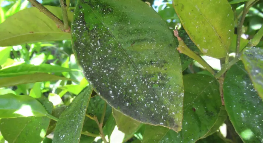 Foglie di agrumi con macchie scure e biancastre, segni di malattie che colpiscono la pianta.