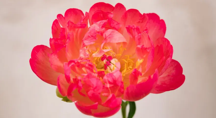 Peonía coral vibrante, símbolo de prosperidad y romance. Su exuberante belleza evoca el peonias significado de buena fortuna y felicidad.