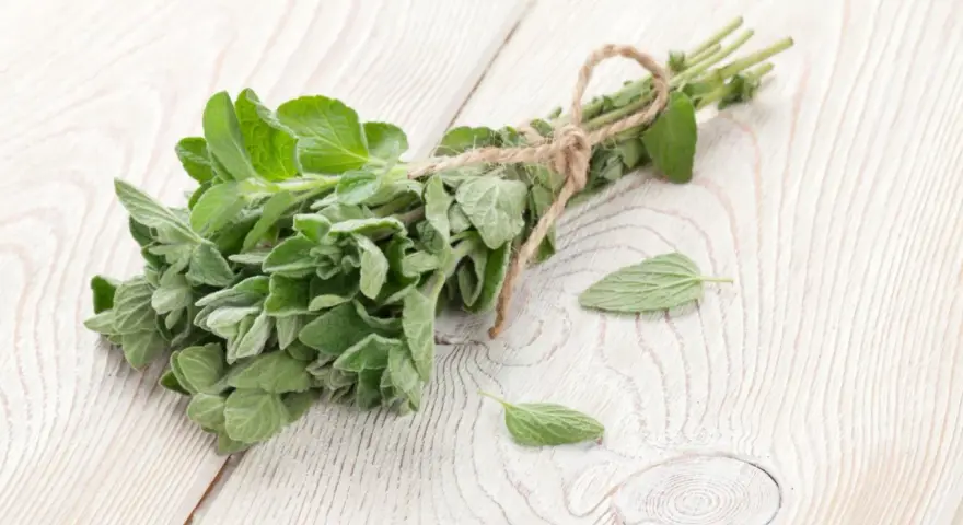 Pęczek świeżego oregano, znanego z tego, że jest jednym z najsilniejszych ziół przeciwgrzybiczych, leży na drewnianym blacie.