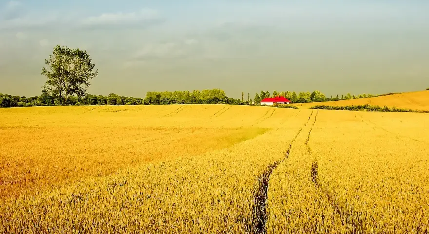 Złote pole pszenicy, samotne drzewo i dom z czerwonym dachem. Idealne miejsce na agro turystykę.
