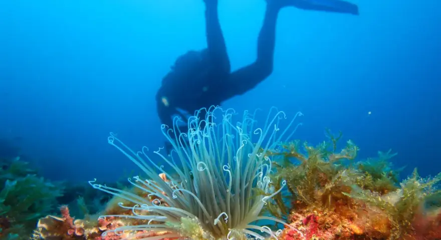 Buceador observa la rica biodiversidad marina, con una anémona y algas en primer plano.
