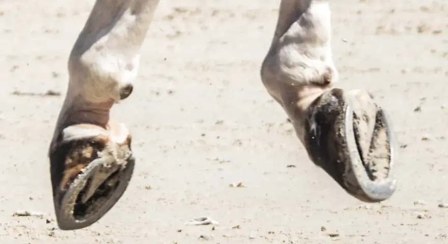 Gros plan sur les pieds d'un cheval, sabots ferrés sur le sable. On dirait un radio pied cheval en mouvement.