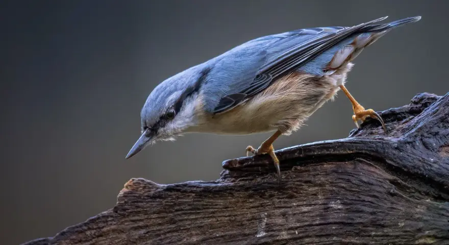 Ptak siada na gałęzi. Wspaniała fotografia przyrody.