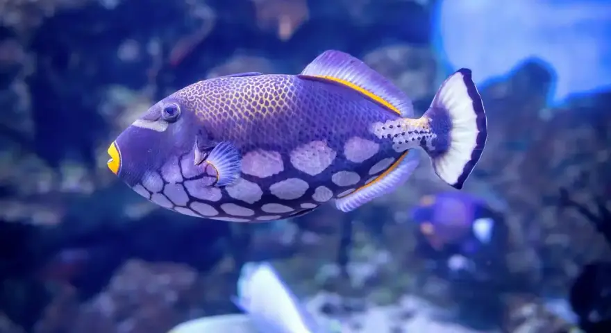 Un vibrante pez ballesta morado con manchas blancas y boca amarilla nada en un acuario azul.