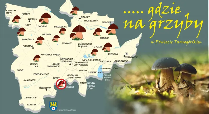 Mapa grzybobrania śląskiego w Powiecie Tarnogórskim. Wskazuje najlepsze miejsca na grzyby, z zaznaczonymi lasami i miejscowościami.