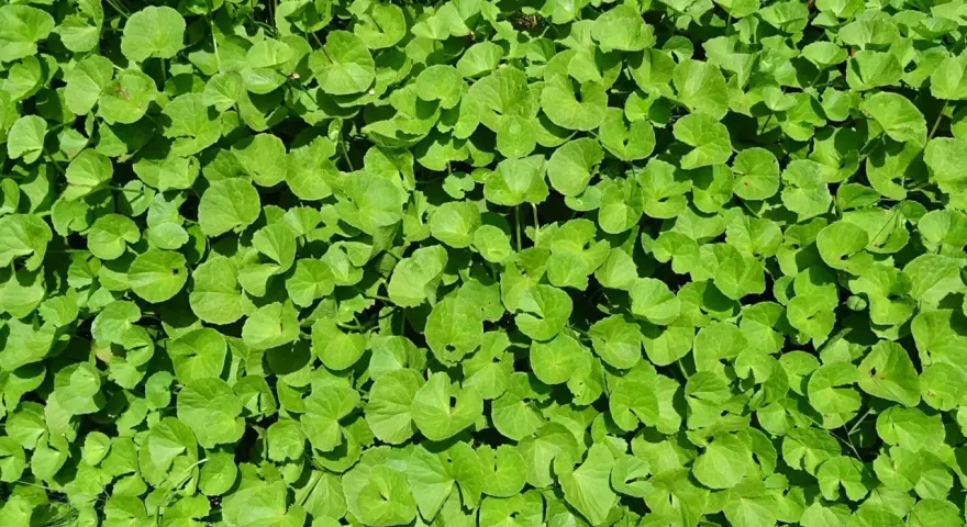 Feuillage dense de centella asiatica, plante aux multiples centella asiatica bienfaits visage pour une peau éclatante.