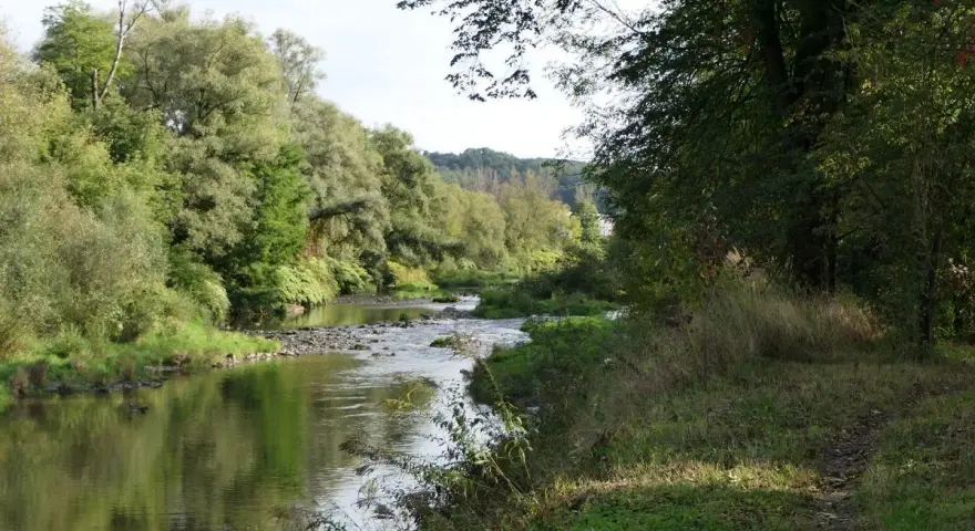 Malowniczy zakręt rzeki, idealny na rowerowy Cieszyn. Zielone drzewa odbijają się w spokojnej wodzie, a ścieżka wije się wśród traw.