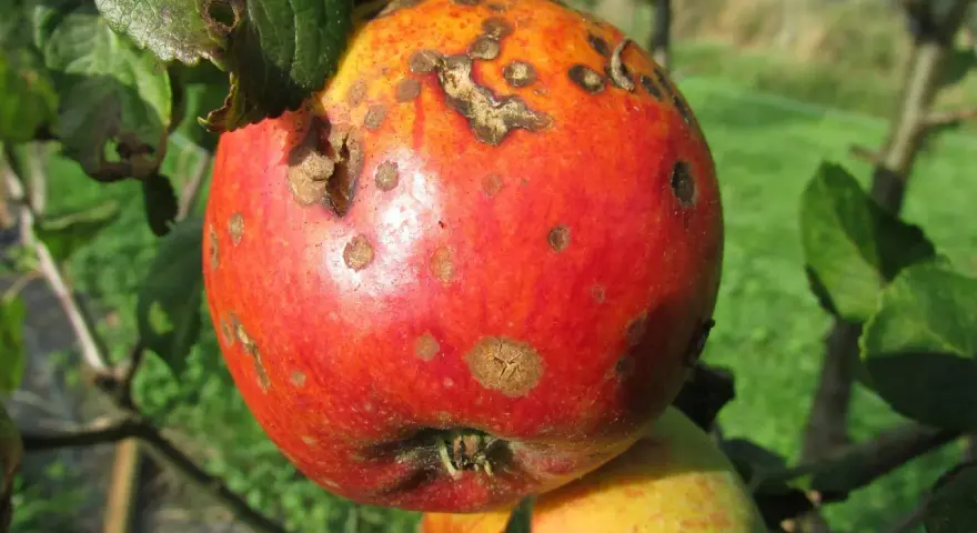 Manzana con manchas, mostrando el uso de tierra de diatomeas como fungicida para proteger la fruta de enfermedades.
