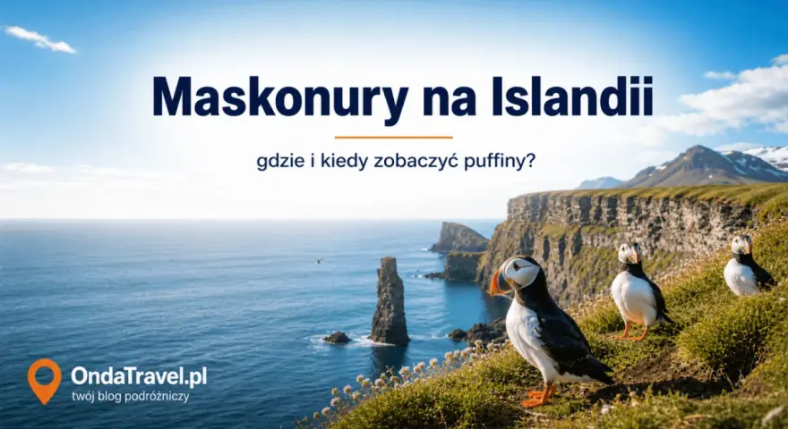 Maskonury na Islandii. Planujesz wycieczkę na Islandię i chcesz zobaczyć te urocze ptaki? Poznaj najlepsze miejsca i terminy.
