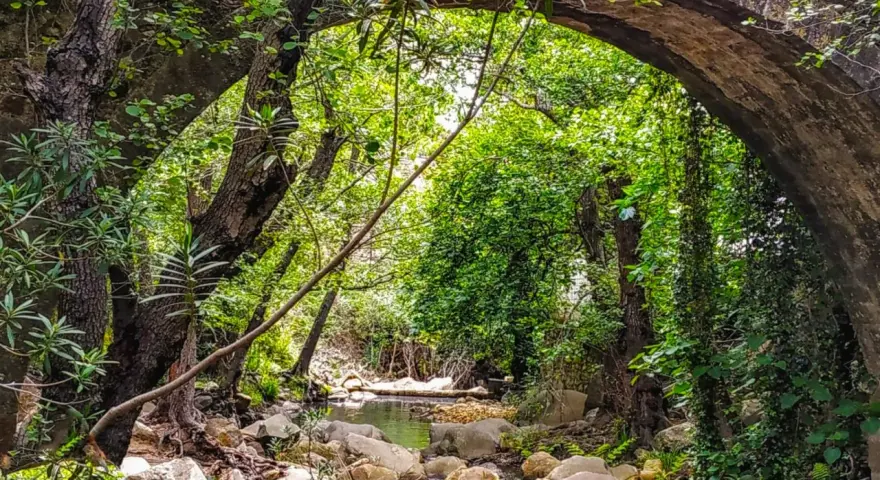 Un arroyo serpentea bajo un puente de piedra cubierto de vegetación, parte de la ruta arroyo de la miel.