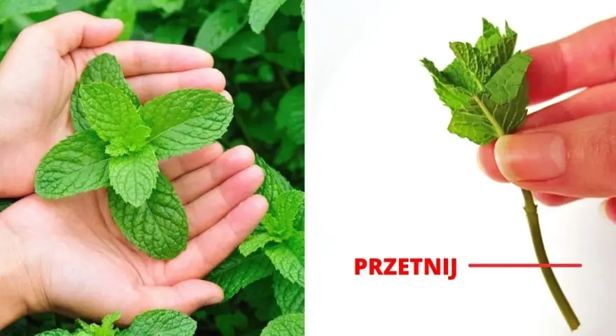 Jak sadzić miętę, aby uniknąć błędów i cieszyć się plonami