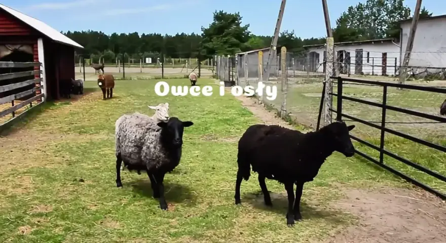 Na farmie strusi Kniewo pasą się owce i osły.