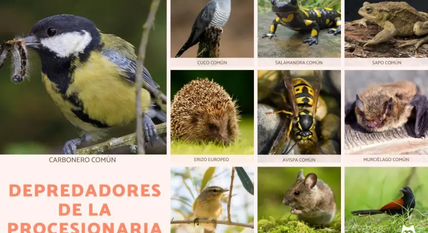 Carbonero común capturando orugas, junto a otros animales como erizo, avispa y murciélago, todos depredadores de la procesionaria.