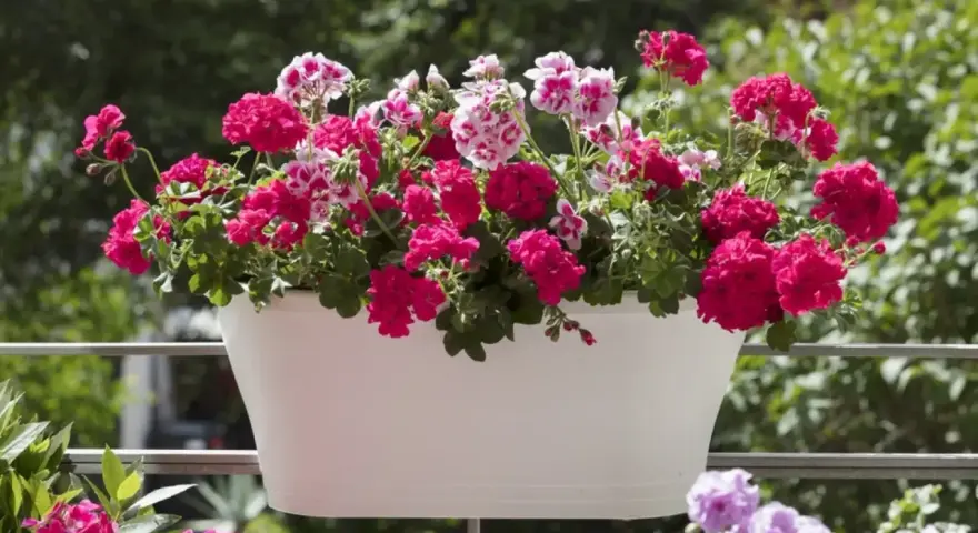Biała skrzynka pełna kwitnących pelargonii na balkonie. Krwistoczerwone i różowo-białe kwiaty tworzą barwną kompozycję, ciesząc oko w słoneczny dzień.