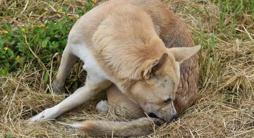 Perro de pelaje claro se rasca la cola, quizás buscando cómo son las pulgas.