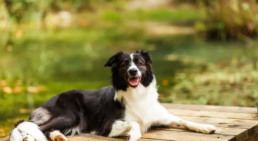 Szczęśliwy pies rasy border collie odpoczywa na drewnianym pomoście, ciesząc się urokami Mazur z psem.