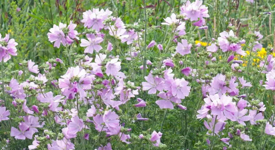 Ein Feld voller zarter, hellrosa Blüten der Moschus-Malve.