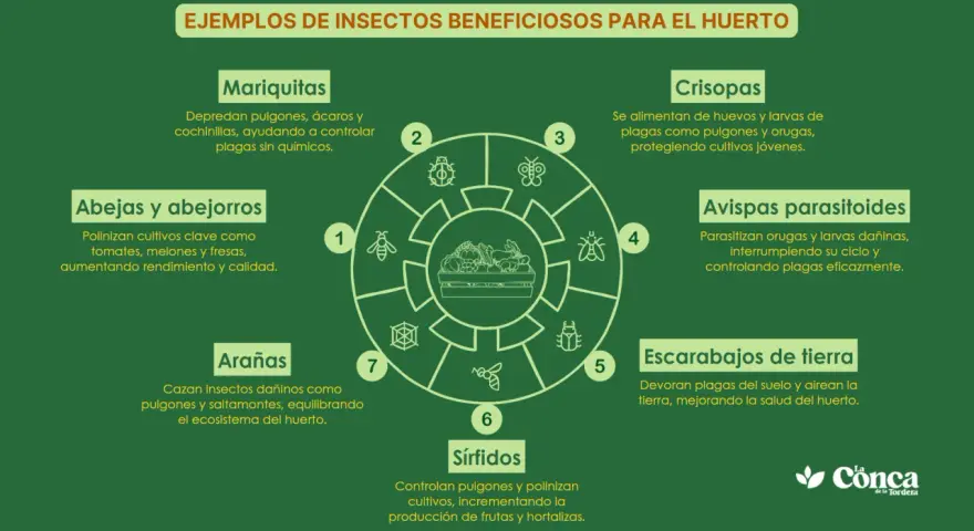 Diagrama de insectos beneficiosos para el huerto: mariquitas, abejas, arañas, sírfidos, crisopas, avispas parasitoides y escarabajos de tierra.