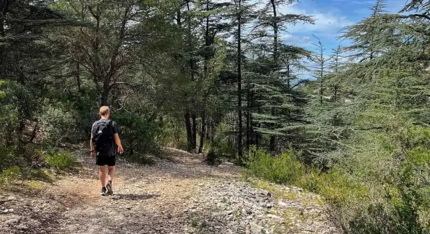 Un randonneur solitaire explore un sentier rocailleux au cœur d'une forêt de cèdres, une belle randonnée dans le Luberon.