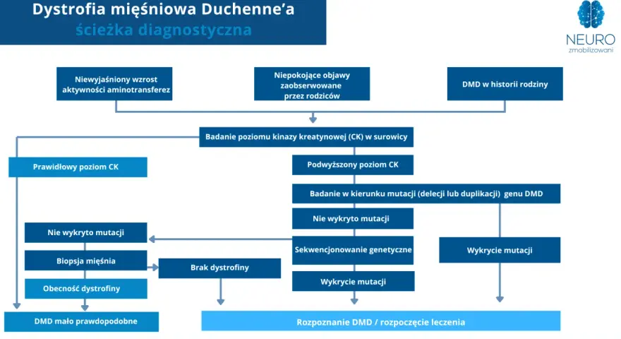 Schemat diagnostyczny dystrofii mięśniowej Duchenne'a (DMD). Analiza objawów, poziomu CK, badań genetycznych i biopsji mięśnia prowadzi do rozpoznania DMD.
