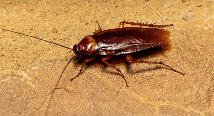 Una cucaracha común, con sus antenas largas y patas espinosas, se arrastra sobre una superficie rocosa de color ocre.