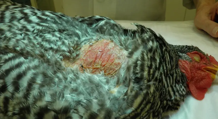 Gallina con gozzo infiammato, piume grigie e bianche, testa rossa.